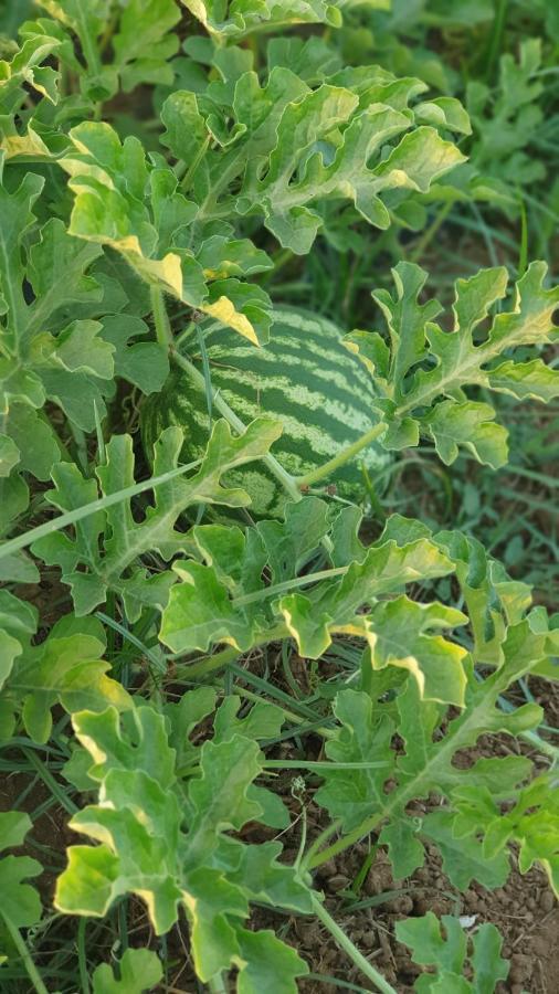 Azienda Agricola I Peperoncini Alghero Kültér fotó