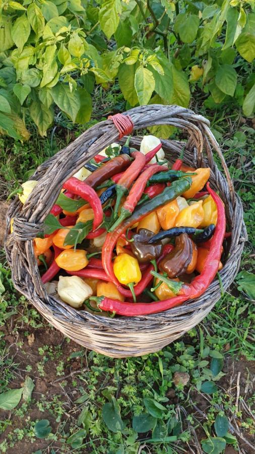 Azienda Agricola I Peperoncini Alghero Kültér fotó