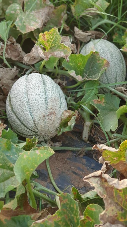 Azienda Agricola I Peperoncini Alghero Kültér fotó